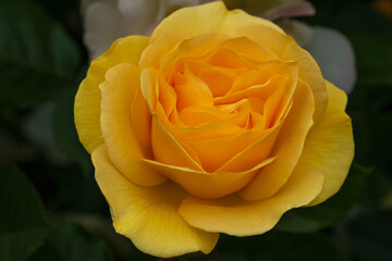yellow rose on green background