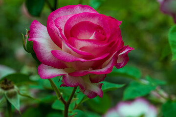 pink rose in garden