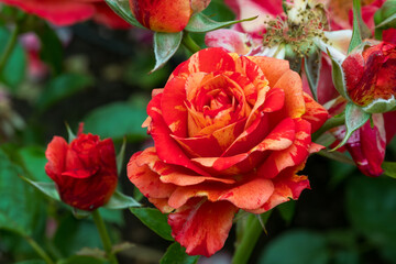 red and orange painted rose in garden