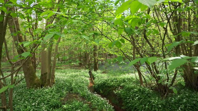 Gorgeous English spring woodland scene with wild garlic and forest stream 