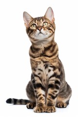 A cat with stripes on its body is sitting on a white background