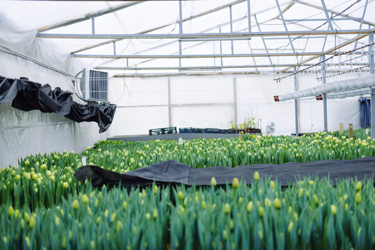 Growing tulips in a greenhouse