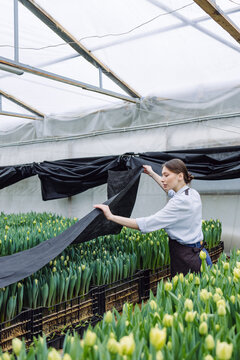 Growing tulips in a greenhouse
