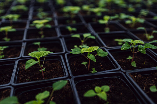 Seedlings in cups