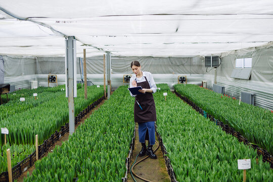 A woman controls the growth of tulips in a greenhouse