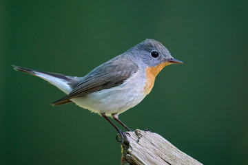 Red-breasted flycatcher (Ficedula parva)