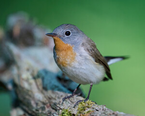 Red-breasted flycatcher (Ficedula parva)