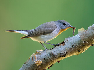Red-breasted flycatcher (Ficedula parva)