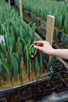 Growing tulips in a greenhouse