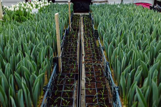Growing tulips in a greenhouse