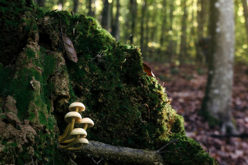 Mushrooms in enchanted forest