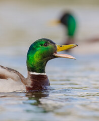 Obraz premium Mallard - male bird at a small lake in spring