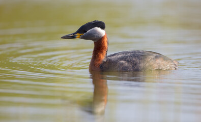 Red-necked grebe at the small lake in spring