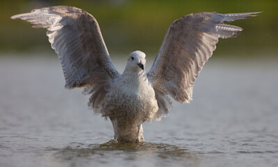 Herring Gull - young bird at a small lake