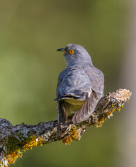 Common cuckoo - in spring at a wet forest