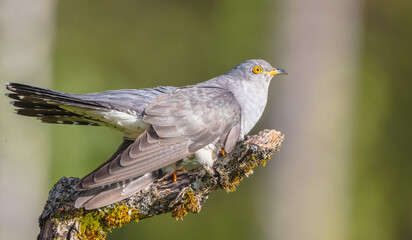 Common cuckoo - in spring at a wet forest
