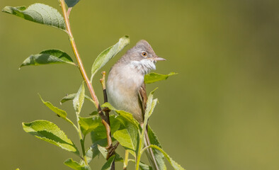 Common whitethroat - at a wet forest in spring
