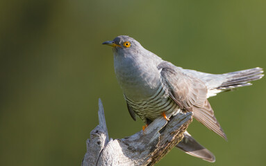 Common cuckoo - in spring at a wet forest