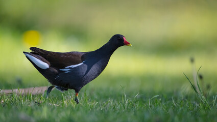 The common moorhen - adult bird in spring