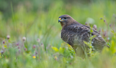 Common Buzzard in spring at a wet forest