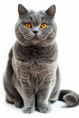 Obraz premium A grey cat with yellow eyes is sitting on a white background