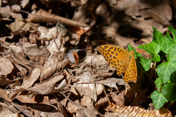 Paphia Argynnis butterfly sits on a green leaf of ivy on a sunny day. Argynnis paphia on the ground...