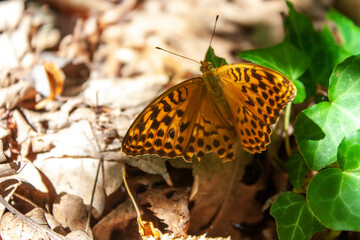 Paphia Argynnis butterfly sits on a green leaf of ivy on a sunny day. Argynnis paphia on the ground among dry foliage closeup. Paphia Argynnis among dry leaves