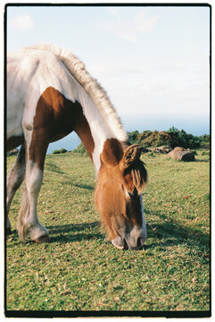 Horse grazing at mountain landscape view
