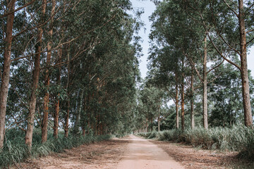 footpath in the woods