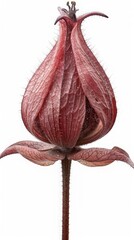 Kangaroo Paw on white background. ai generated