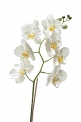 Simple and elegant white flower in a vase on a table. Perfect for home decor concepts