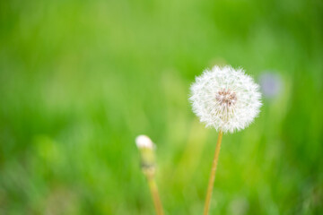 Dandelion white flower in green field in springtime