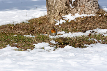 robin in snow