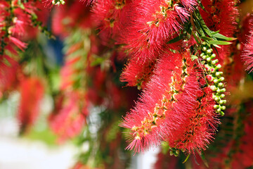 Callistemon flowers growing in the garden. Close-up of blooming Bottlebrushes - inflorescences with long red stamens on a bush. Nature of Australia.