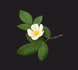 Rose hip flower  on black  background. Herbal medicine. Macro.