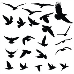 collection of flying bird silhouettes. Eagle, hummingbird, duck, dove, seagull, swan, falcon, owl, raven, crow, goose, pigeon