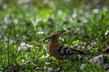 a bird in the grass
