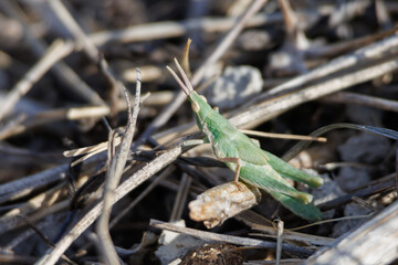 Saltamontes acrida en el suelo sin vegetación por la sequía de la albufera de Gayanes, España