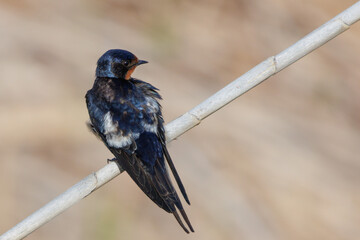 Joven golondrina posada en carrizo, España