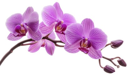 Obraz premium Close up of a purple flower on a stem, perfect for nature backgrounds