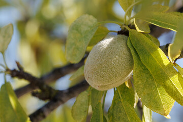 Almendra verde madurando en la rama, España