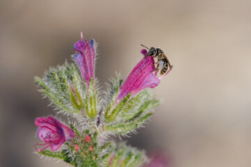 Abeja lasioglossum recolectando en planta echium creticum en la albufera de Gaianes, España