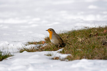 robin on the snow