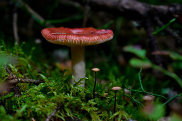fly mushroom