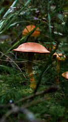 mushroom in the forest