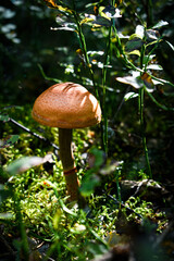 mushroom in the forest