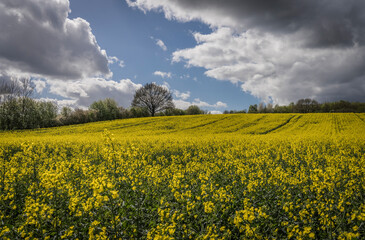 rapeseed field im full bloom on a stormy day