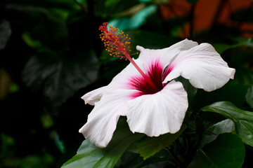 red hibiscus flower © Reea