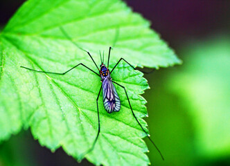 Insect close-up.