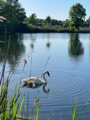 swan on the water
